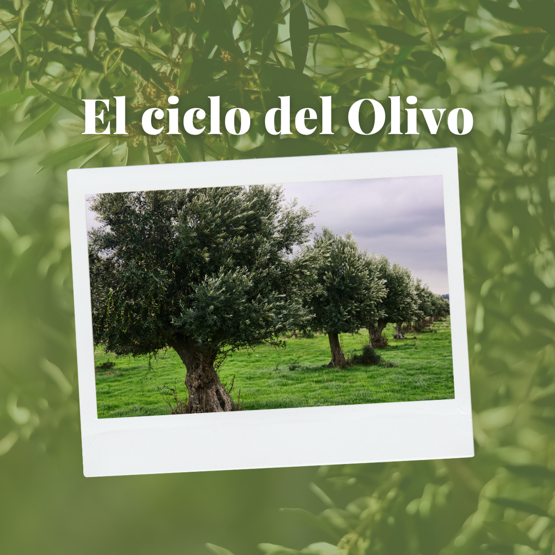 Imagen destacada de El Ciclo del Olivo   ı   Molino de la Merced
