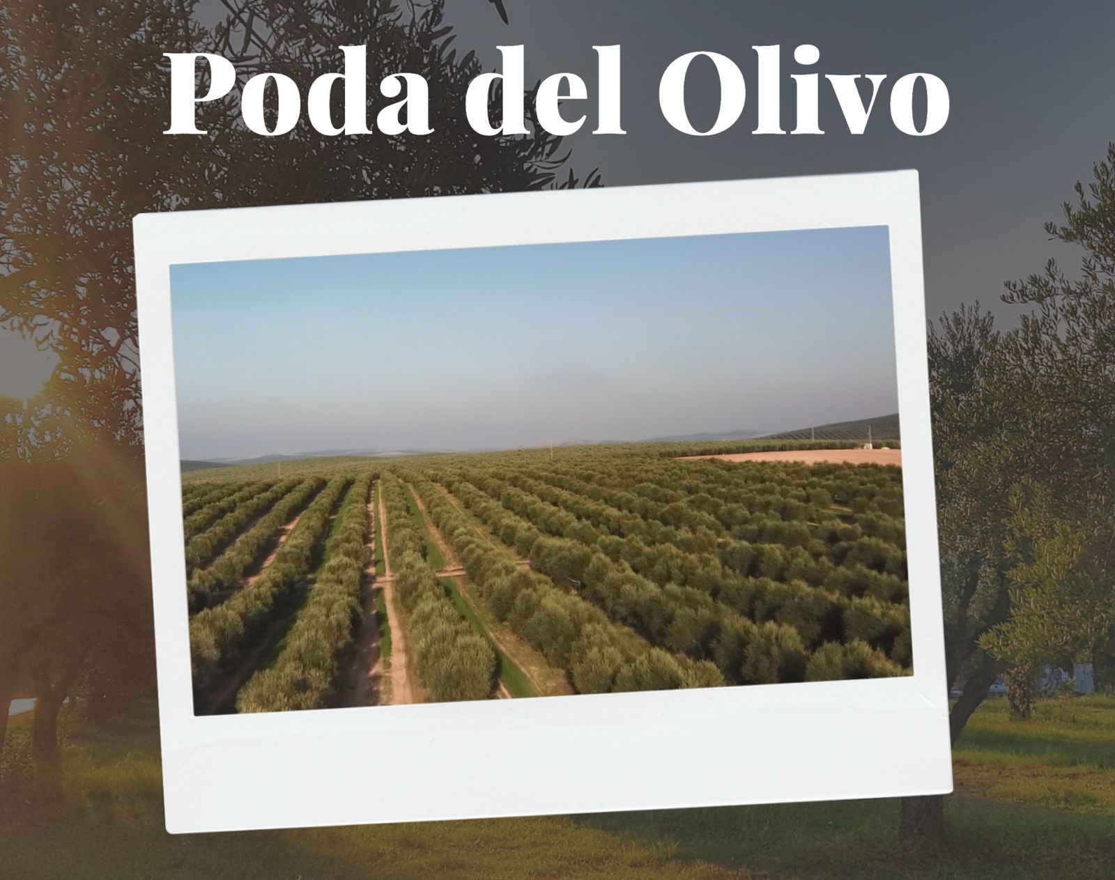 Imagen destacada de La poda del Olivo