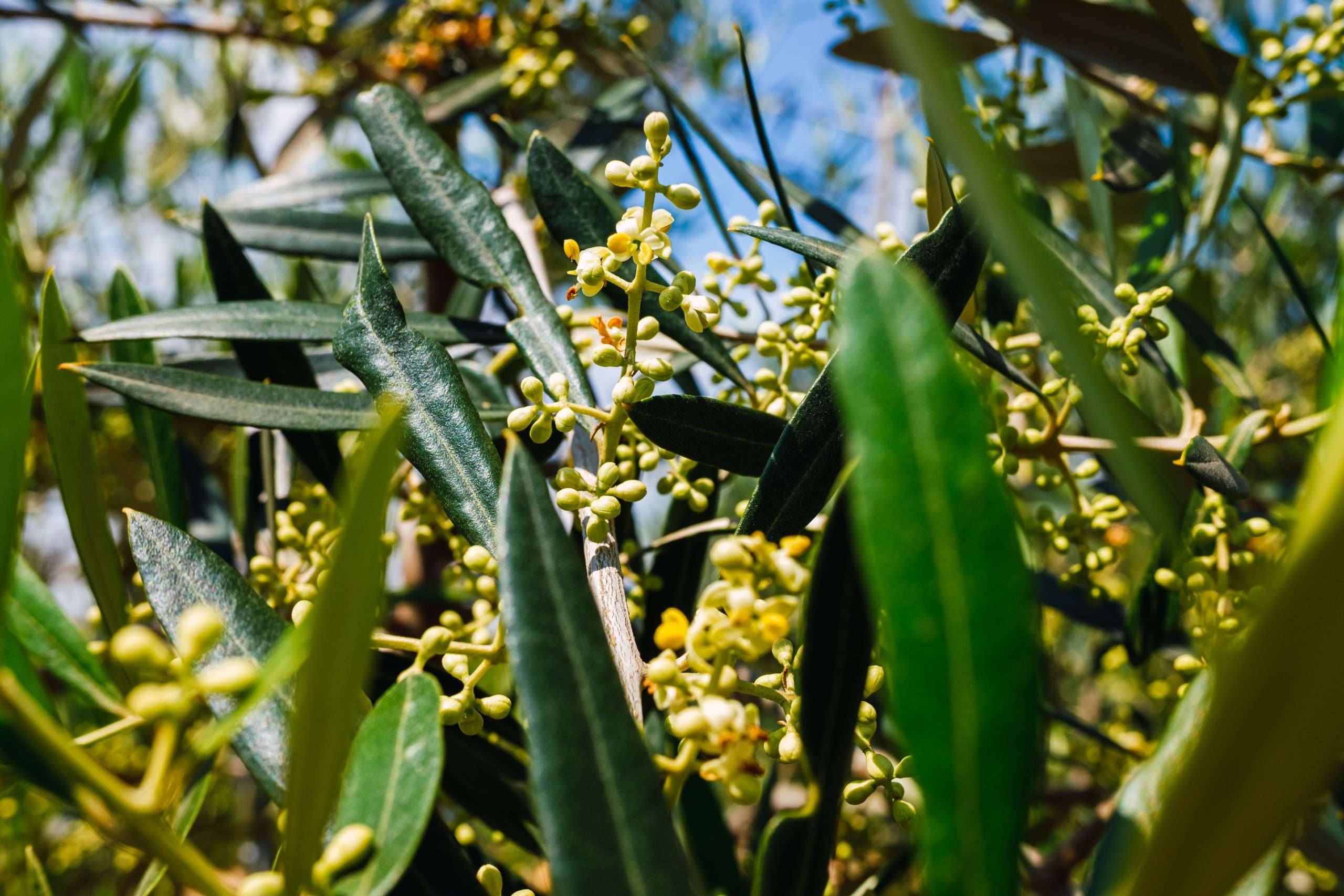 Olivar en flor